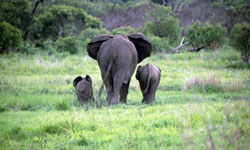 Kruger National Park - South Africa's Top 10 Spots