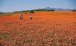 Namaqualand Daisies - South Africa's Top 10 Spots