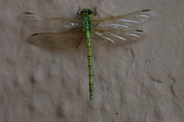 Natuur&lowbar;5