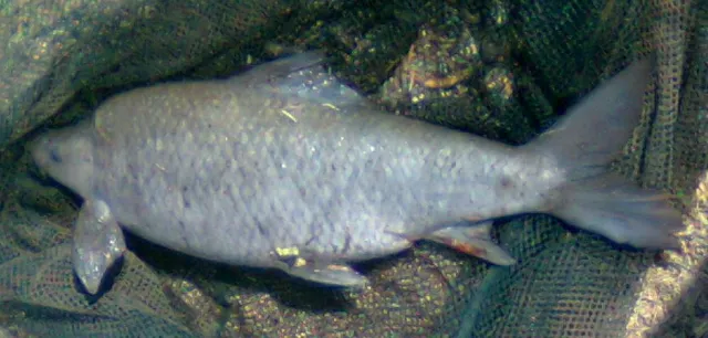 Modderbek 4 kg
