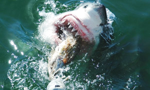 17.  Shark Cage Diving - Gansbaai, Western Cape